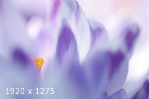 Crocus Colors #3