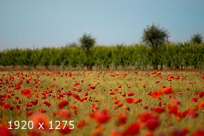 a peaceful sensation #2