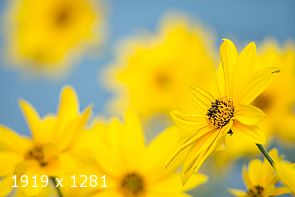 autumn ... in progress #4