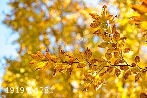 autumn ... in progress #6