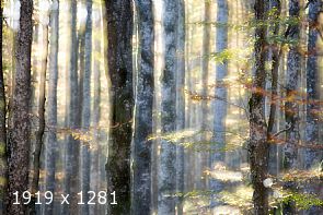 autumn ... in progress #8