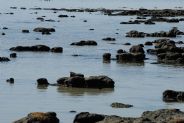 stromatolites ... #2