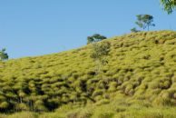 Spinifex