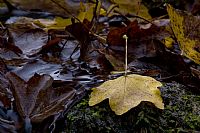 composizione di fine autunno #2