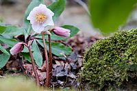 Helleborus Niger