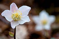 leggere imperfezioni ... naturali