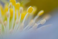 colors ... by Helleborus Niger #2