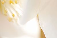 abstract ... by Helleborus Niger