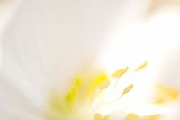 abstract ... by Helleborus Niger #2