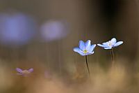 Hepatica Nobilis