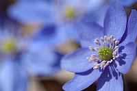 Hepatica Nobilis #3