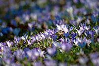 Crocus experience #2