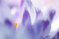 Crocus Colors #3