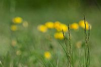 in the meadow #2