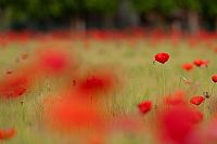 seasonal red spots #3