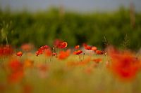 seasonal red spots #4