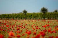 a peaceful sensation #2