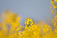 seasonal yellow spots