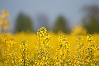 seasonal yellow spots #2