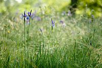 Iris Sibirica's environment