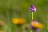 un gioiello fra gli steli