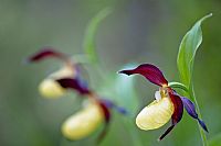 Cypripedium calceolus