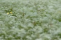 in the top on the left