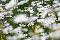 white seasonal spots