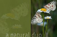 Parnassius apollo: a natural duo