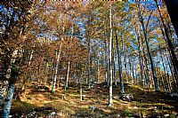 fra i faggi del Cansiglio 