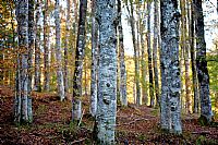 fra i faggi del Cansiglio #2