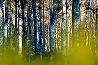 fra i faggi del Cansiglio #3