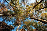 fra i faggi del Cansiglio #5