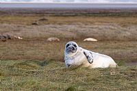 Gray seal's pup