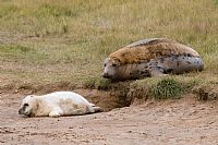 Gray seal: mother and pup