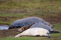 Gray seals