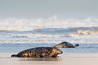 Gray seals #2