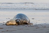 Gray seal: mother and pup #2