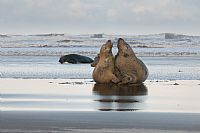 Gray seals: a new couple
