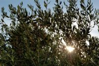 spunta un raggio di sole