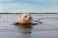 Gray Seals: pup