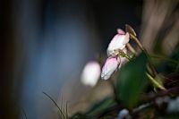 Helleborus Niger return