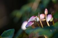 Helleborus Niger return #2