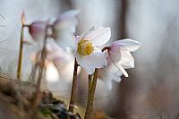 Helleborus Niger return #3