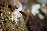 Helleborus Niger return #4