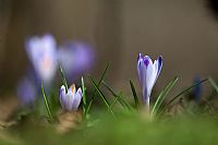 Crocus #3