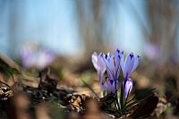 Crocus #5