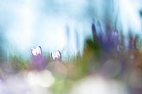 backlighted crocus #2