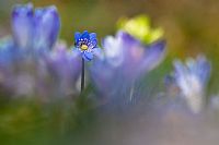 alone in the middle of crocus
