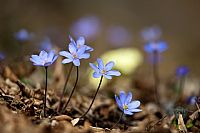 Hepatica Nobilis